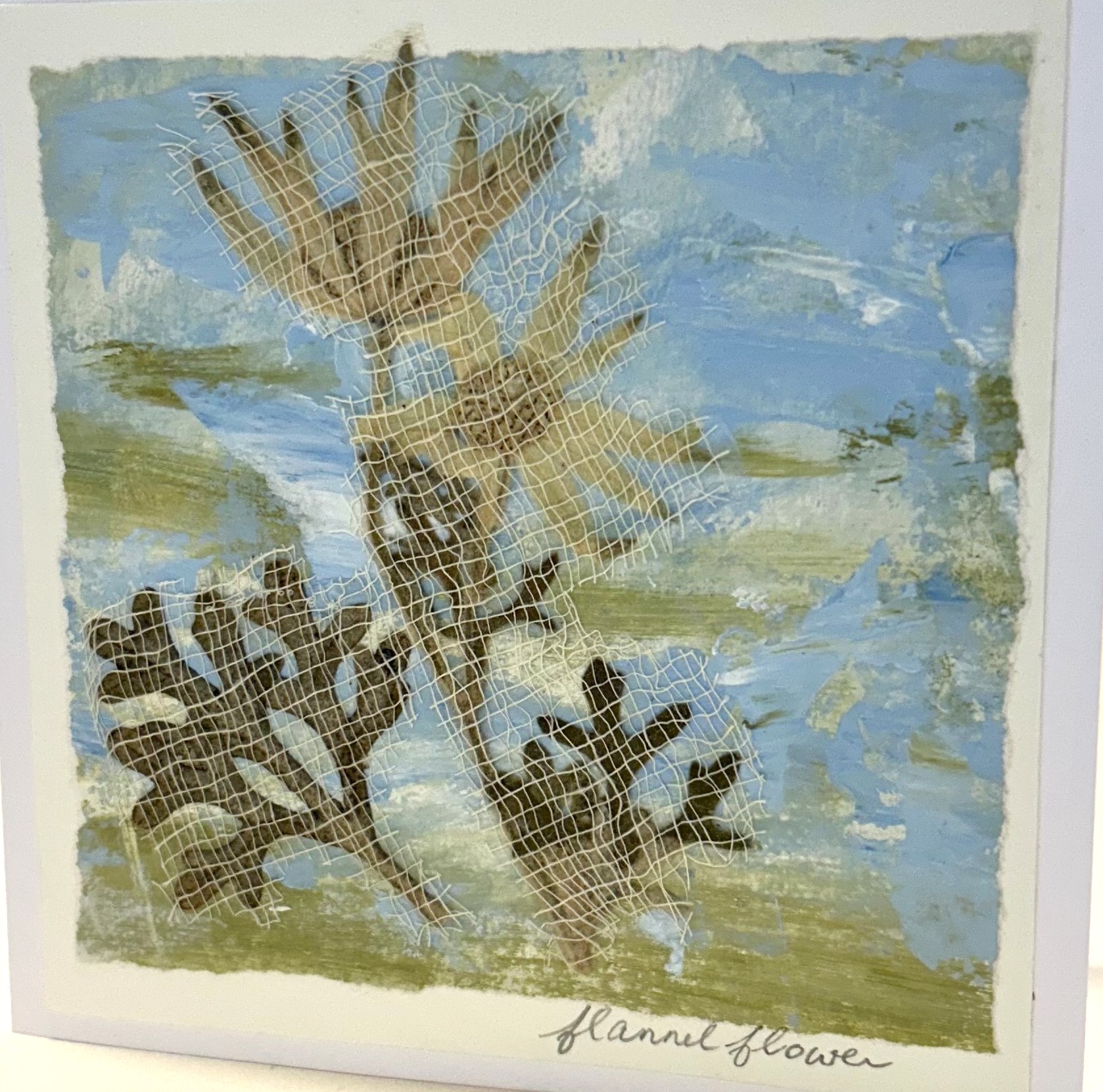 Carolyn Cabena, Flannel flower, Artcard Photo: Courtesy of the Artist