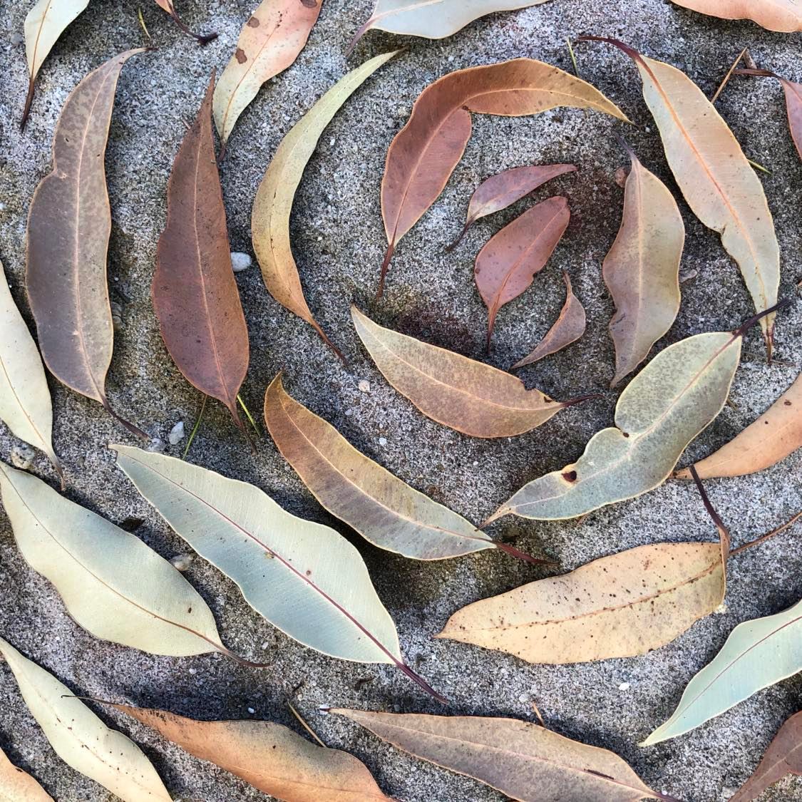 Eden Gardens, Extraordinary Gum Leaf, 2022
